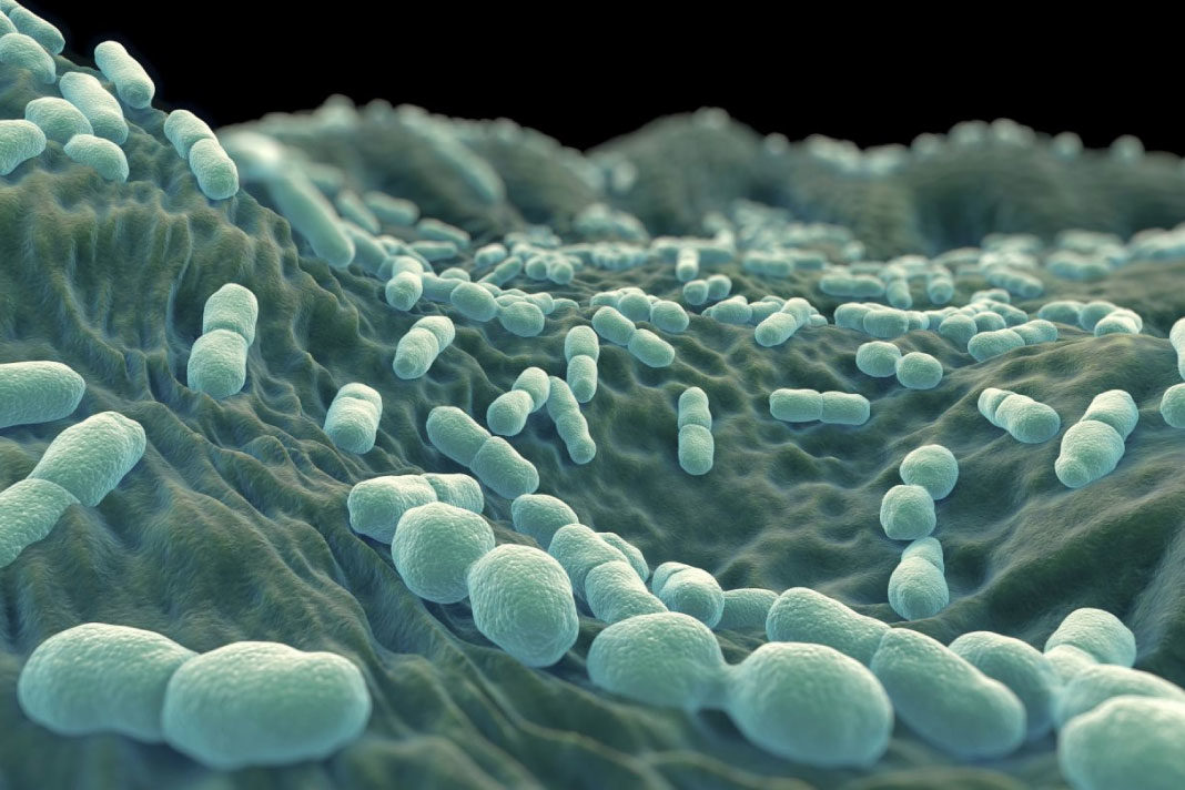 AFRIFORUM-PREMATURE-FOR-GOVT-TO-HALT-LISTERIOSIS-TESTING