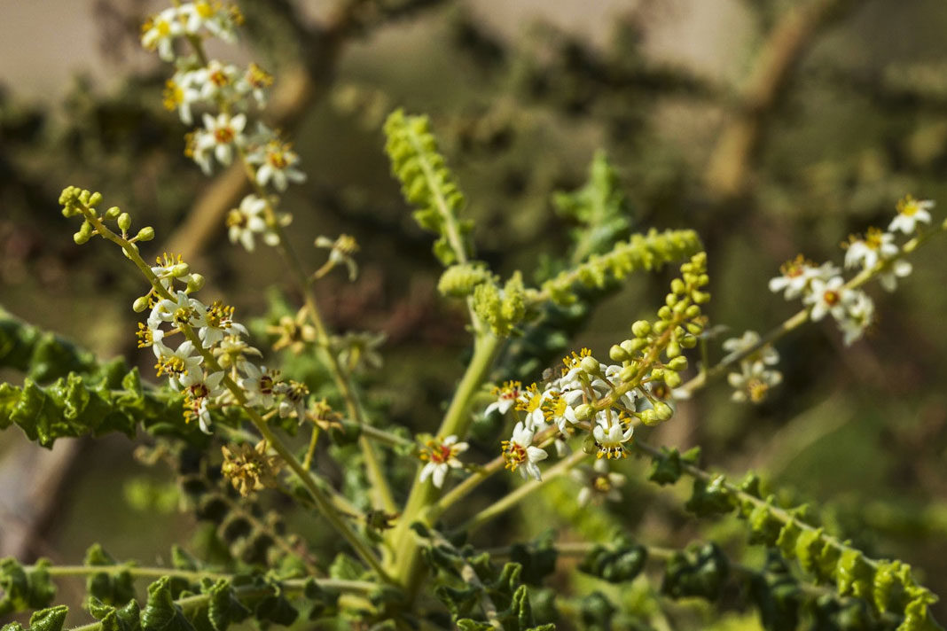 israeli-farmer-revives-cultivation-of-biblical-style-honey
