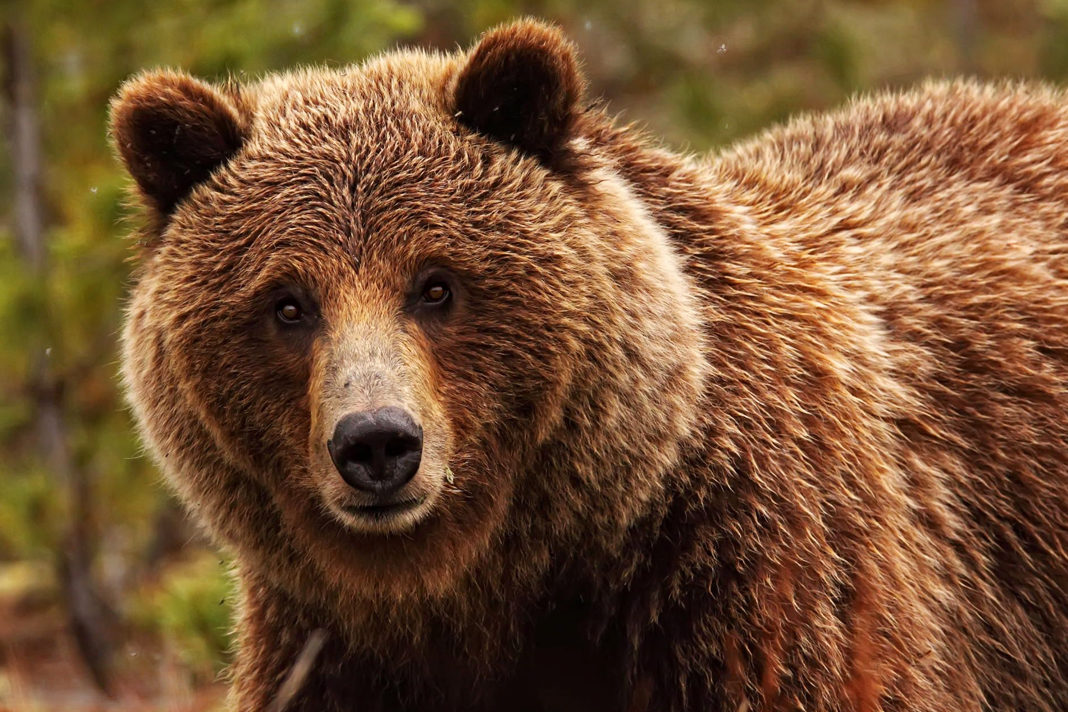 toddler-survives-in-the-woods-in-freezing-temps-for-2-days-after-befriending-a-bear