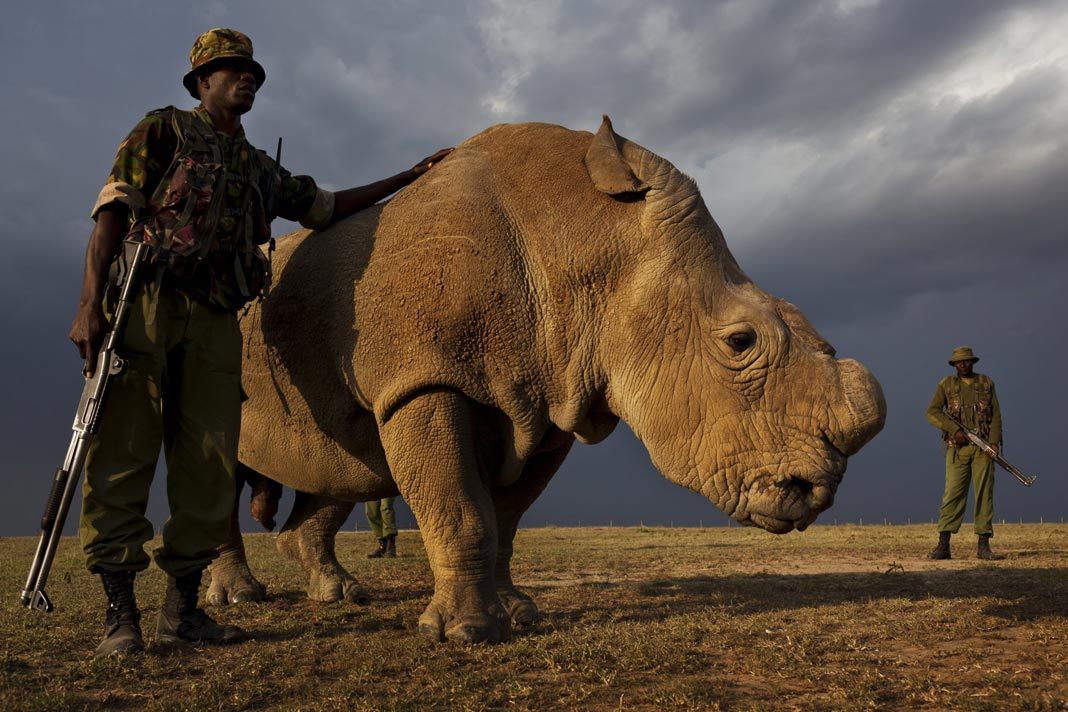 Rhino