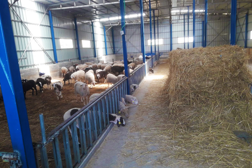 stolen-torah-scrolls-found-in-palestinian-animal-pen-alongside-weapons Animal Pen