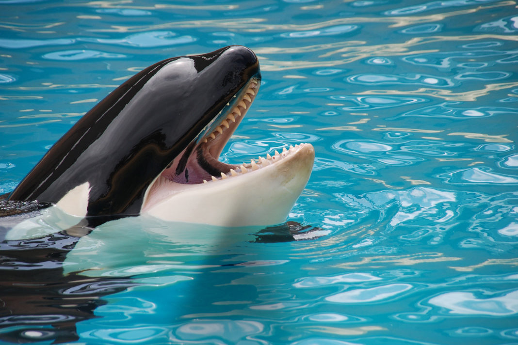 Orca