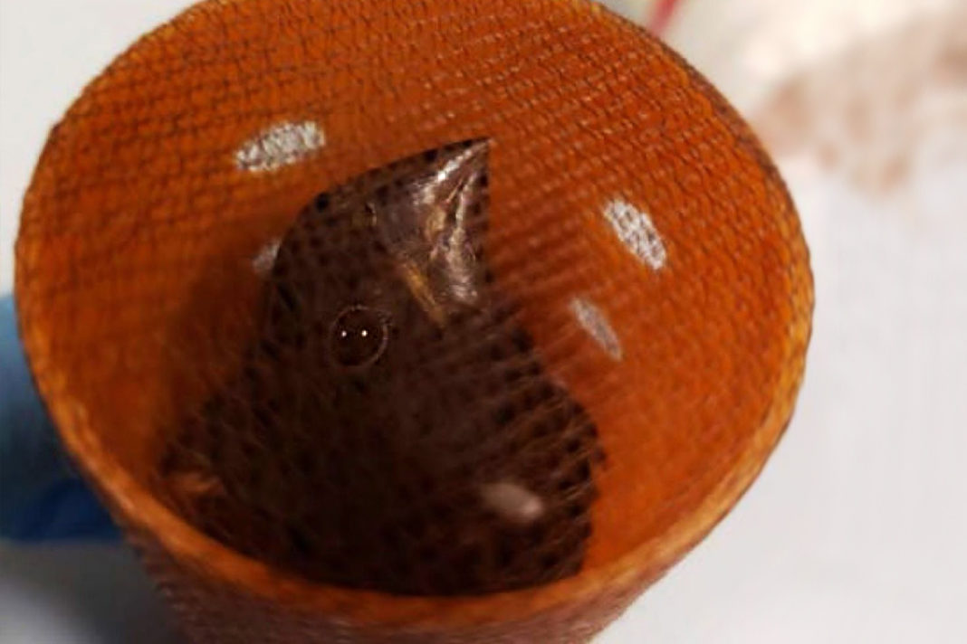 The finches were smuggled inside hair curlers. Pic: US Customs and Border Protection