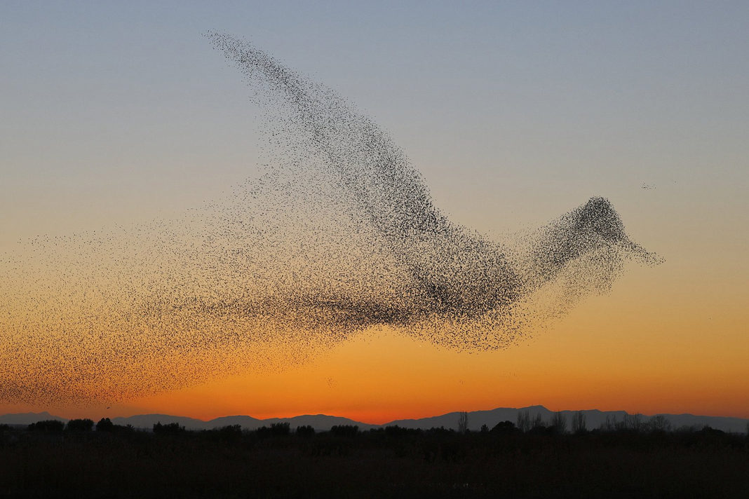 photographer-took-one-in-a-million-photo-didnt-know-until-he-got-home Daniel Biber photographer