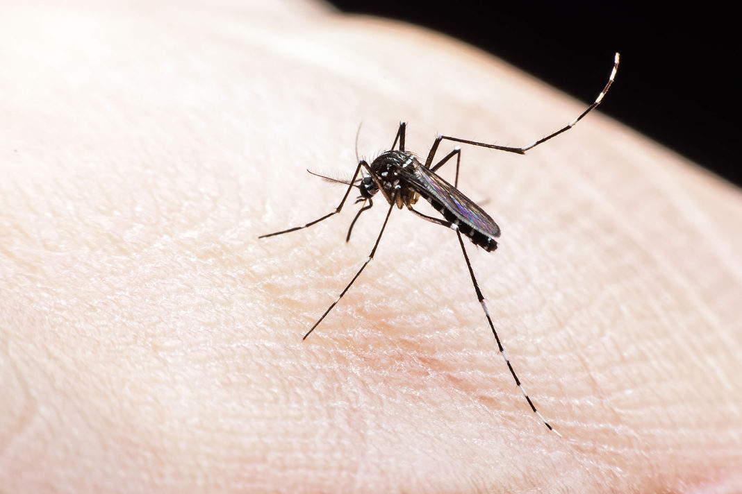 mosquito