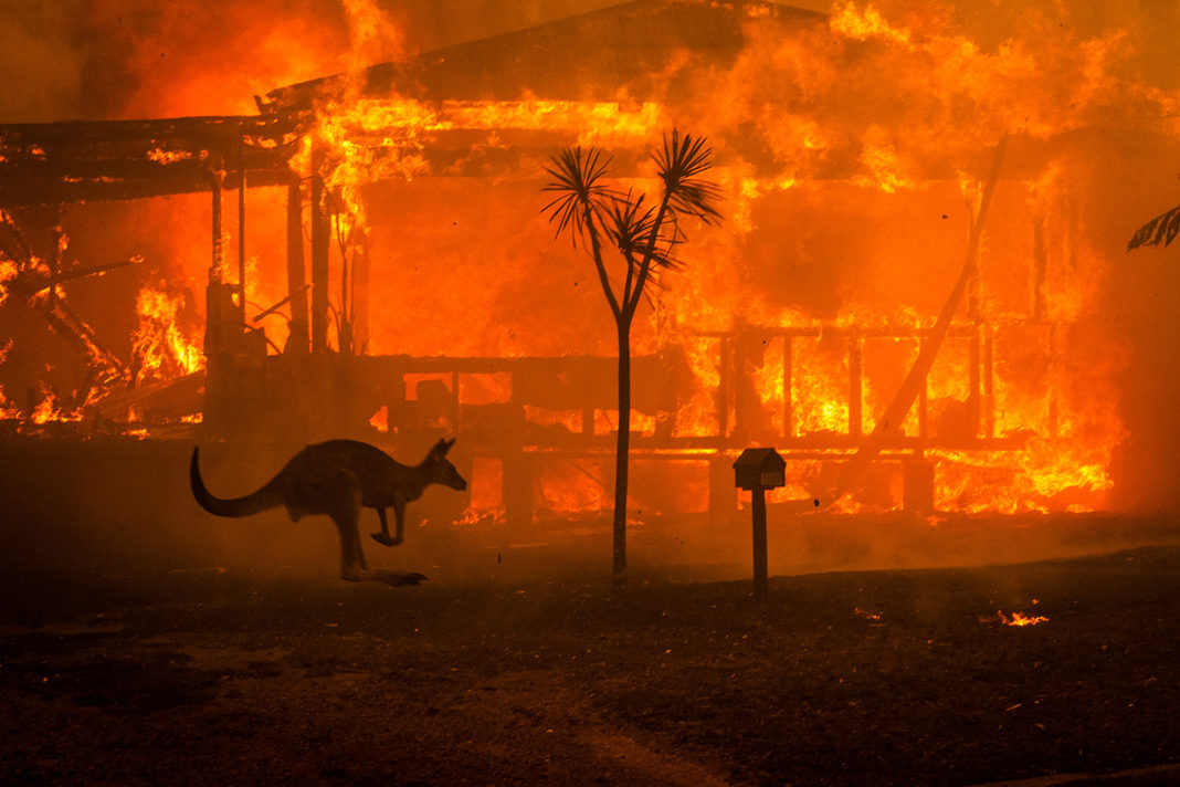 A kangaroo rushes past a burning house in Lake Conjola on Dec. 31, 2019. Matthew Abbott—The New York Times/Redux