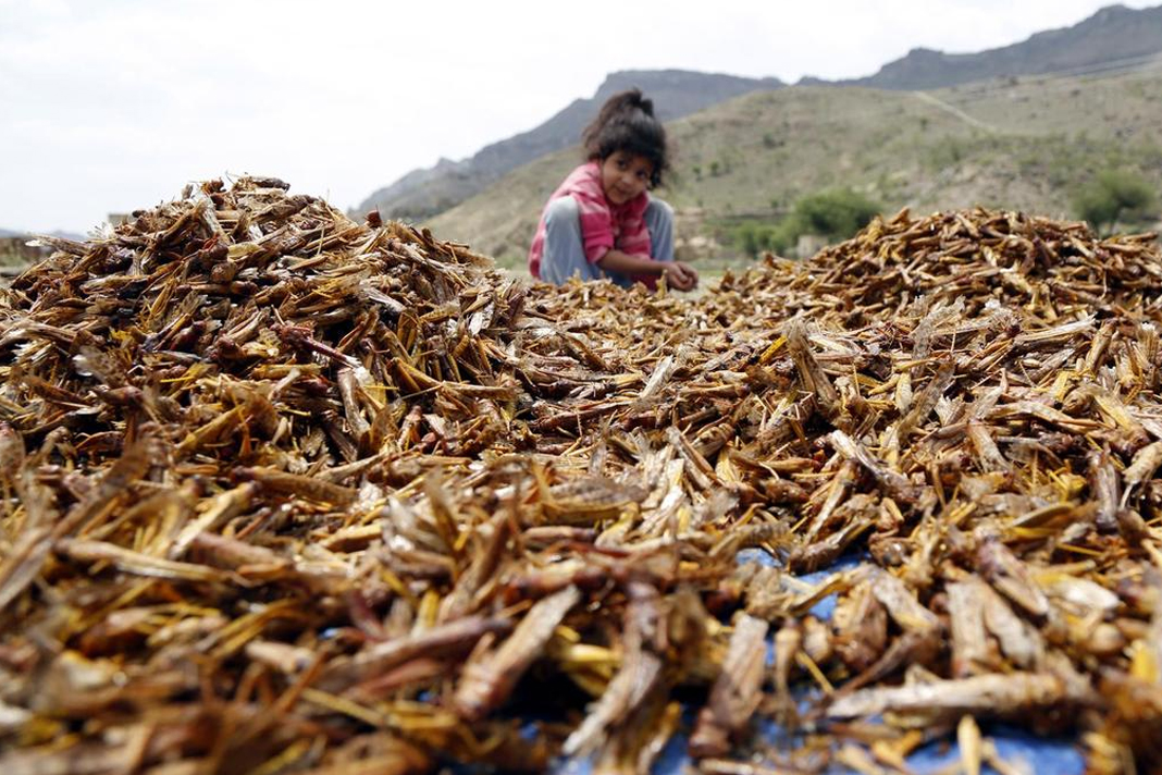 10-plagues-that-are-hitting-our-planet-simultaneously Locusts