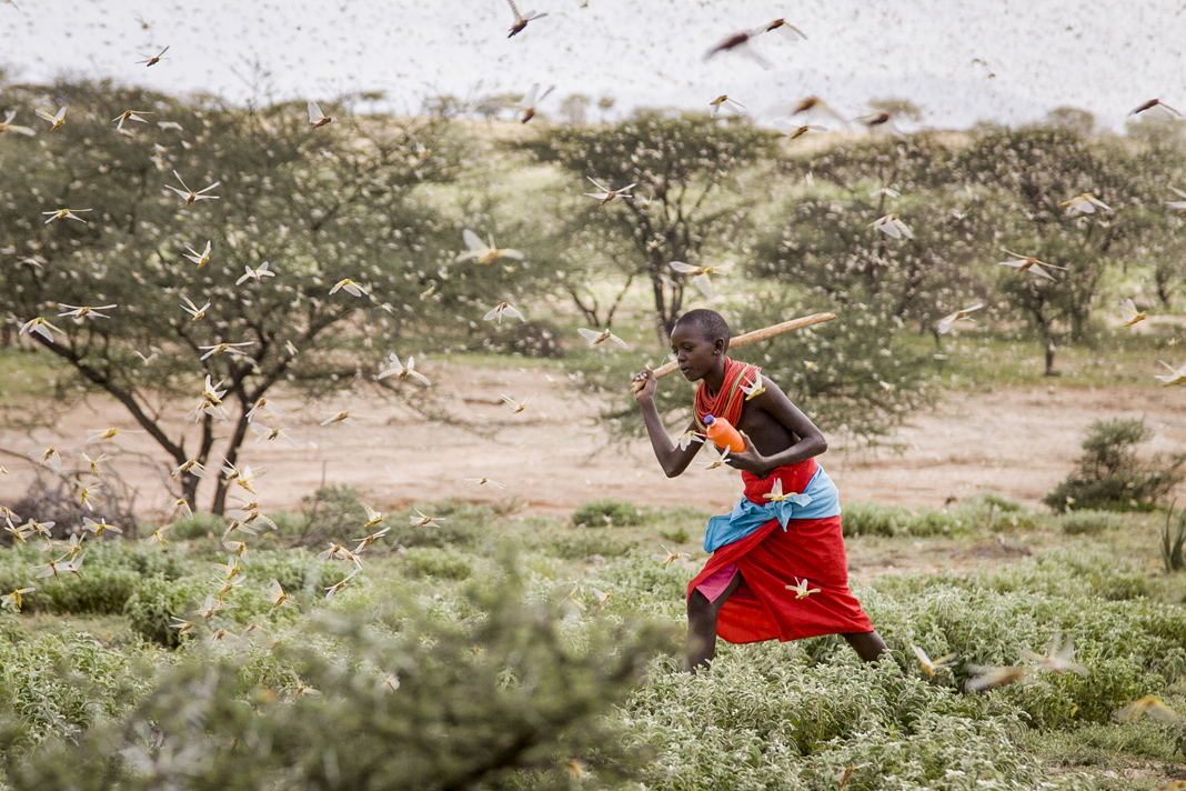 christians-deploy-to-help-east-africans-against-locust-swarms-as-big-as-major-cities locust swarms