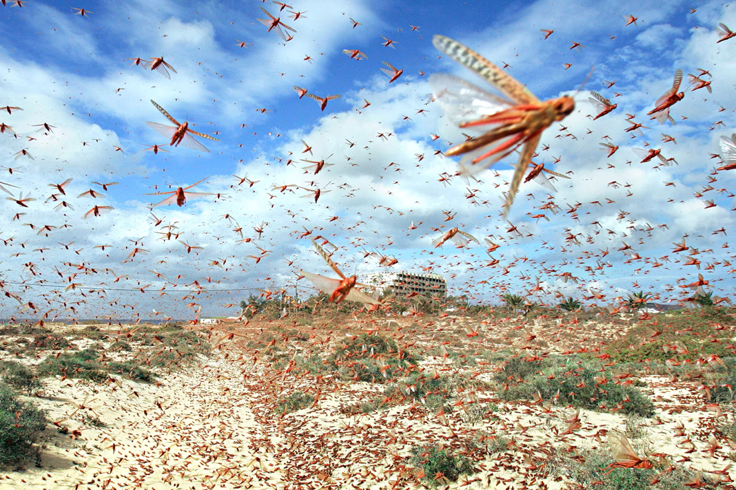 locust swarms