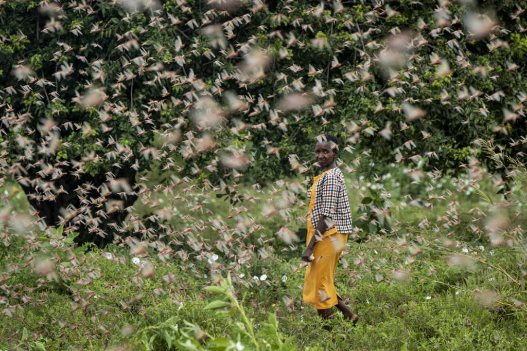 Locust Plague