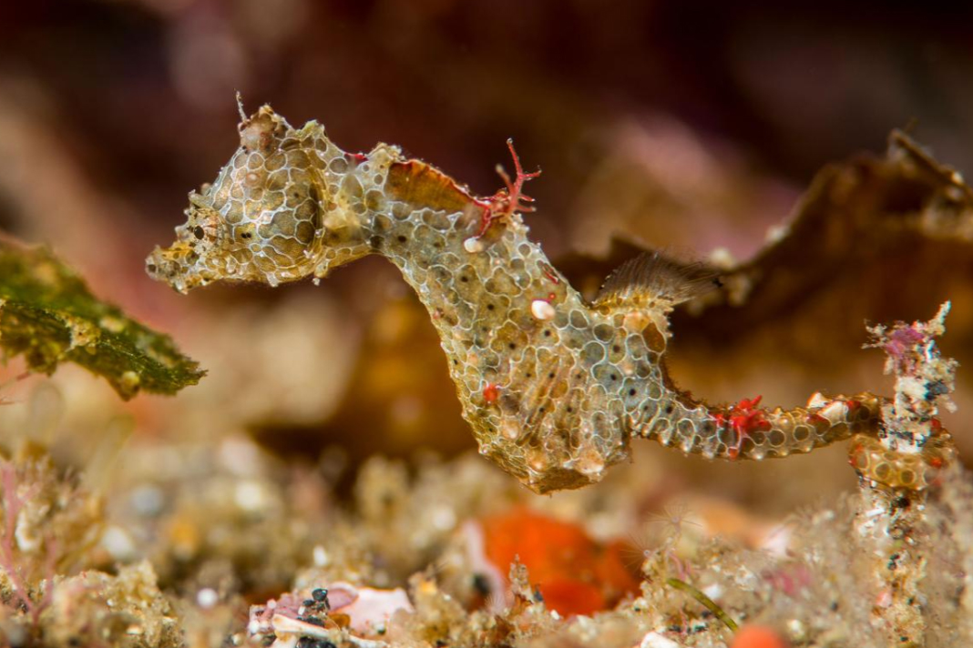 This newly described species of pygmy seahorse (Hippocampus japapigu) blends into the algae-covered rocks where it lives in Japan. PHOTOGRAPH BY RICHARD SMITH