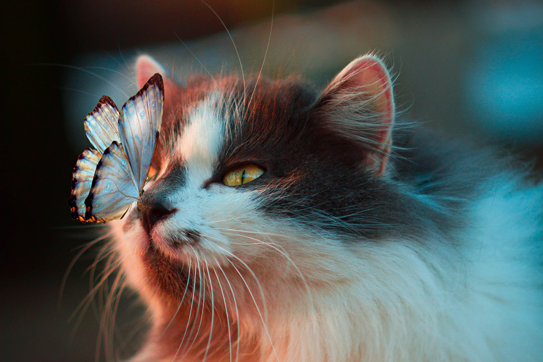 celebrate-national-hug-your-cat-day-the-right-way