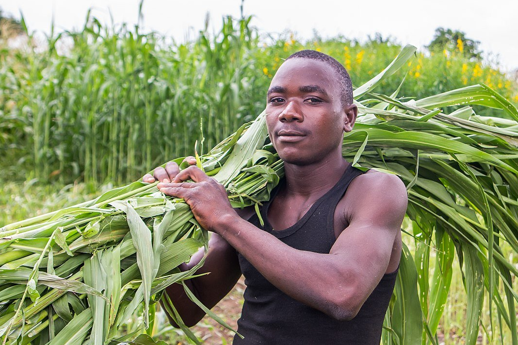 christian-leaders-debate-zimbabwes-reparations-for-white-farmers A man working in agriculture in Zimbabwe in 2016. Photo by USAID.