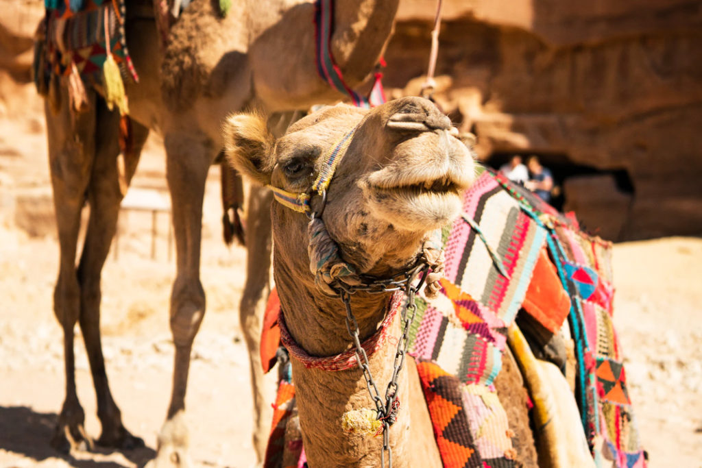 Camels And Sharks May Help Kill Cancer Cells, Israeli Scientist Says In ...