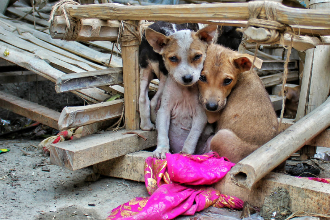 animals-deserve-shelter-warmth