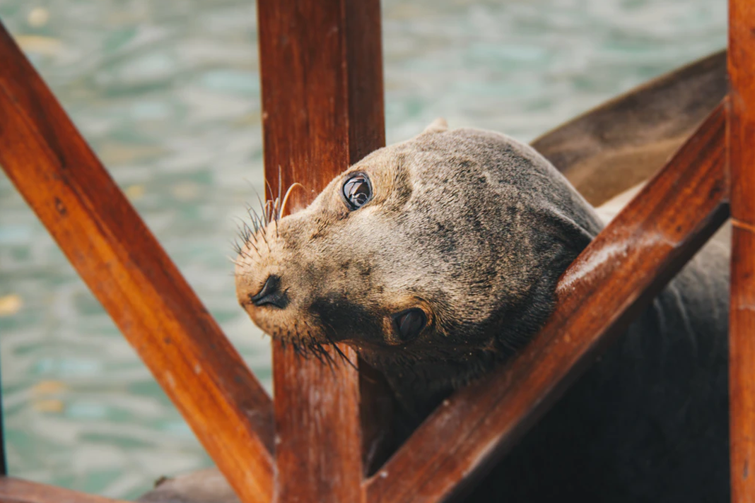 weird-plagues-continue-a-billion-sea-creatures-cooked-to-death-by-extreme-heat Seal under a pier