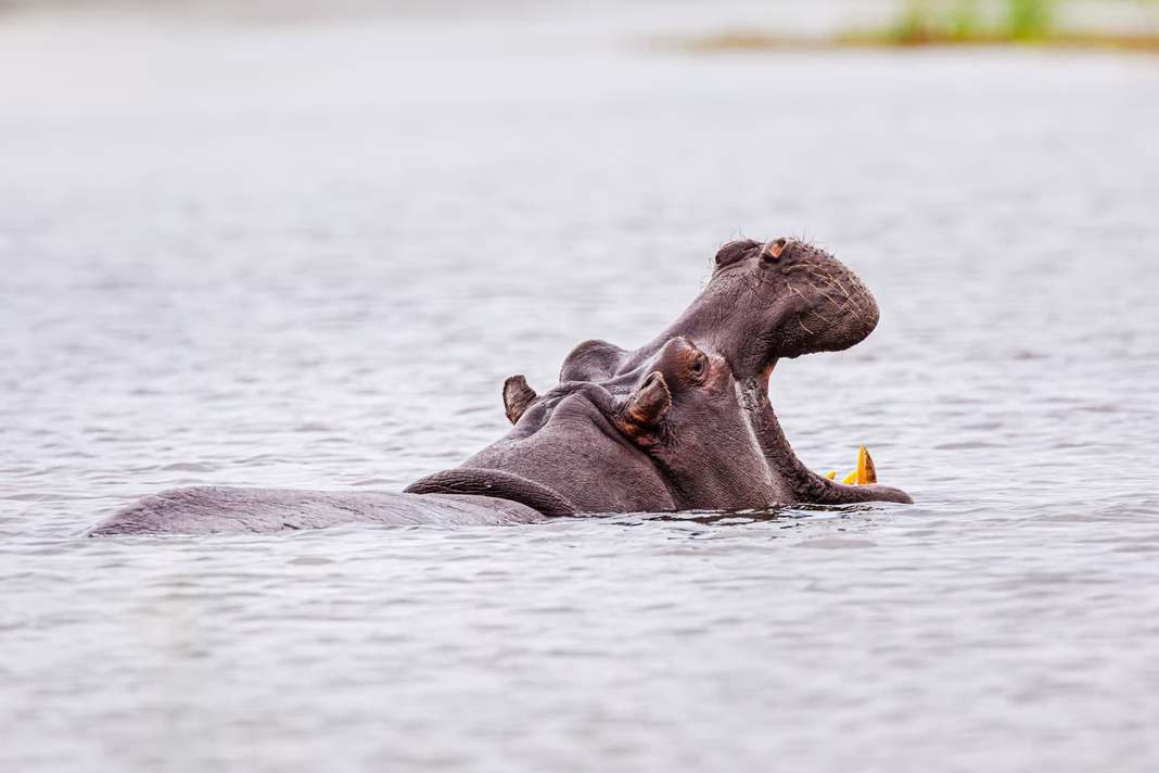 us-judge-recognizes-hippos-as-persons-while-preborn-humans-still-have-no-rights Hippo