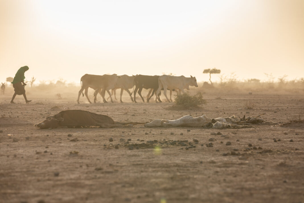 Drought in Ethiopia Drought in Ethiopia