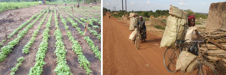 the-widows-of-mozambique