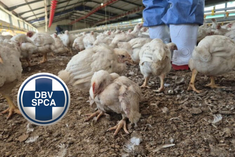 Horror at Daybreak Farms: over a million chickens abandoned, starved ...