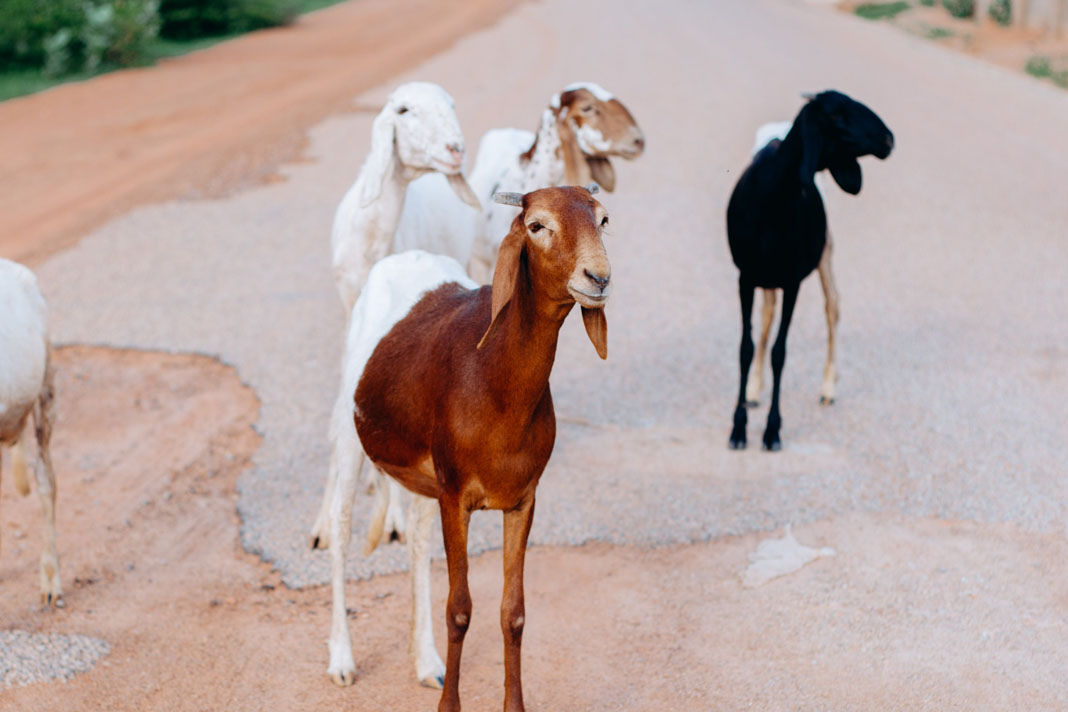 Goats news item